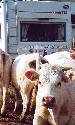 vaches