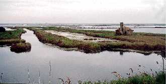 delta1