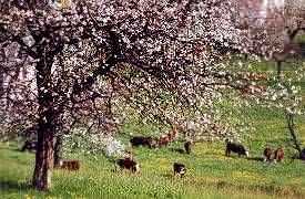 heureuses les vaches !